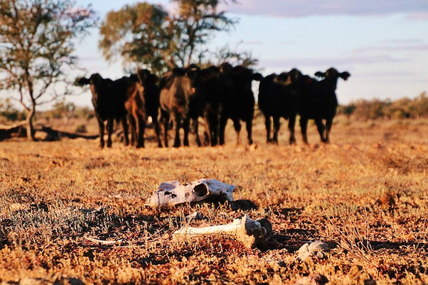An animal skull and bones lie in the foreground with beef cattle in the background in a dry paddock.