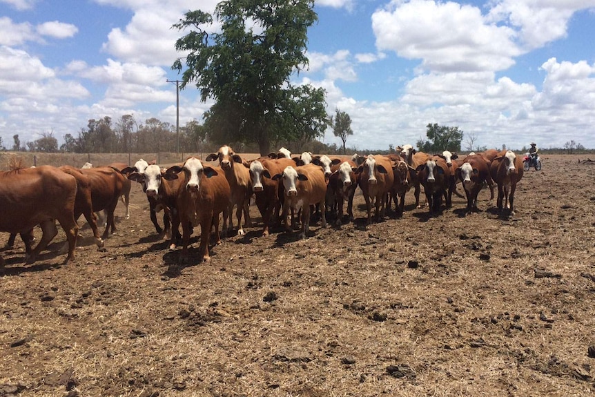 Cattle in large dusty paddock, man on motorcycle mustering in the background