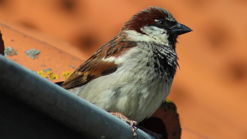 A brown and white bird up close, perched on a house gutter.