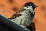 A brown and white bird up close, perched on a house gutter.