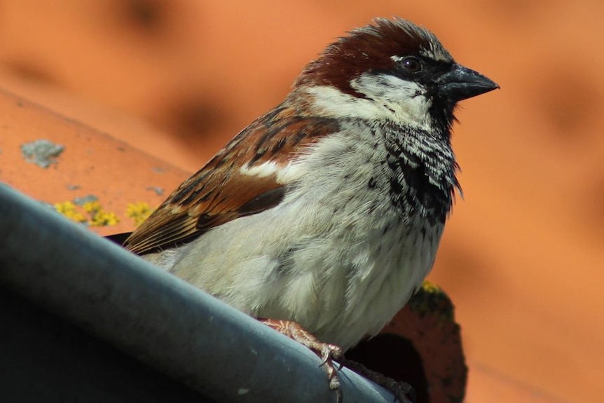 A brown and white bird up close, perched on a house gutter.