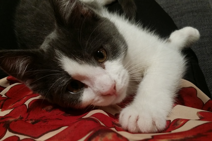 A grey and white kitten.