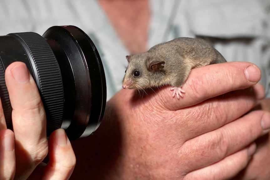 A tiny possum on a carer's hand.