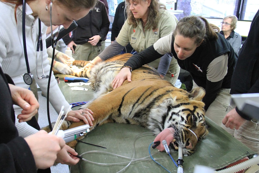 Zoos SA staff perform a health check on Kemiri