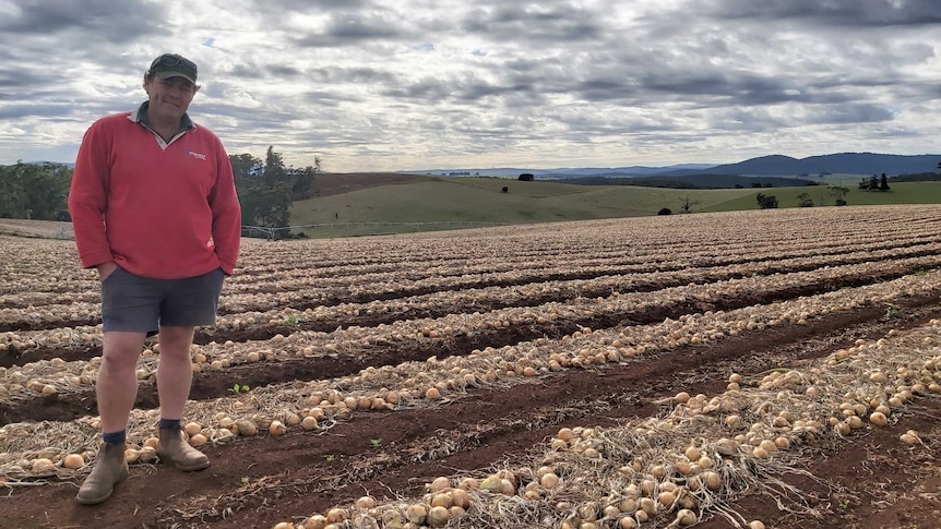 a man stands in between rows of onions on a sloping paddock