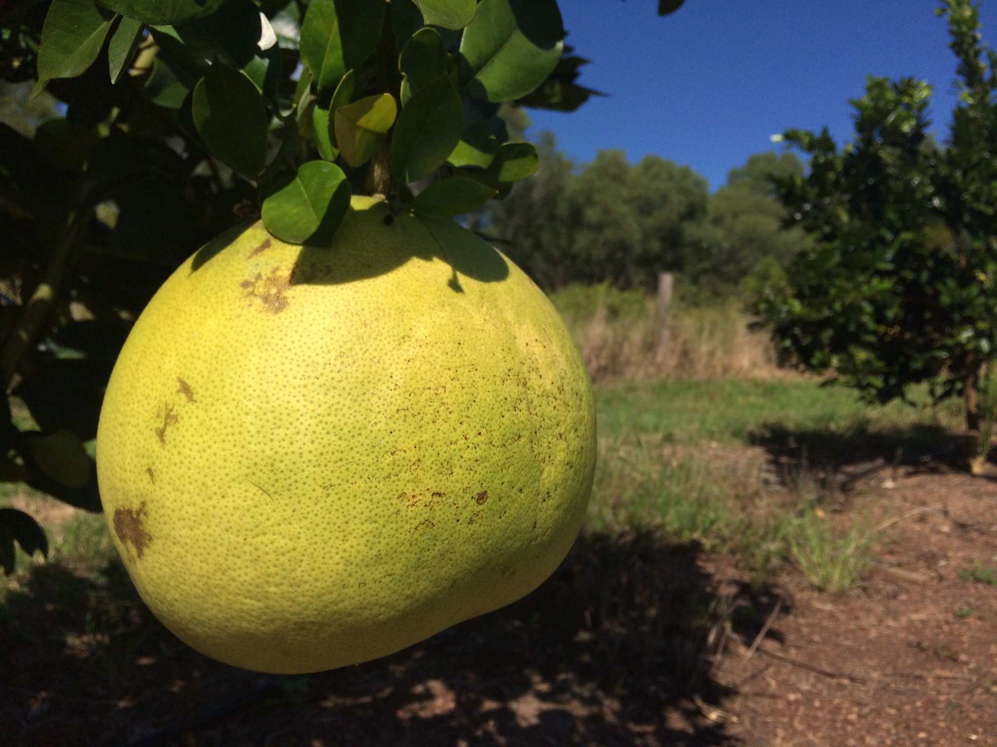 Biosecurity concerns trigger Vietnam fruit import pause