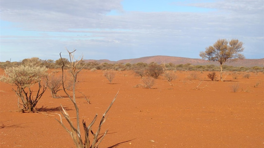 This is the Gascoynes drought. No grass, a few bare shrubs and even trees are dying.