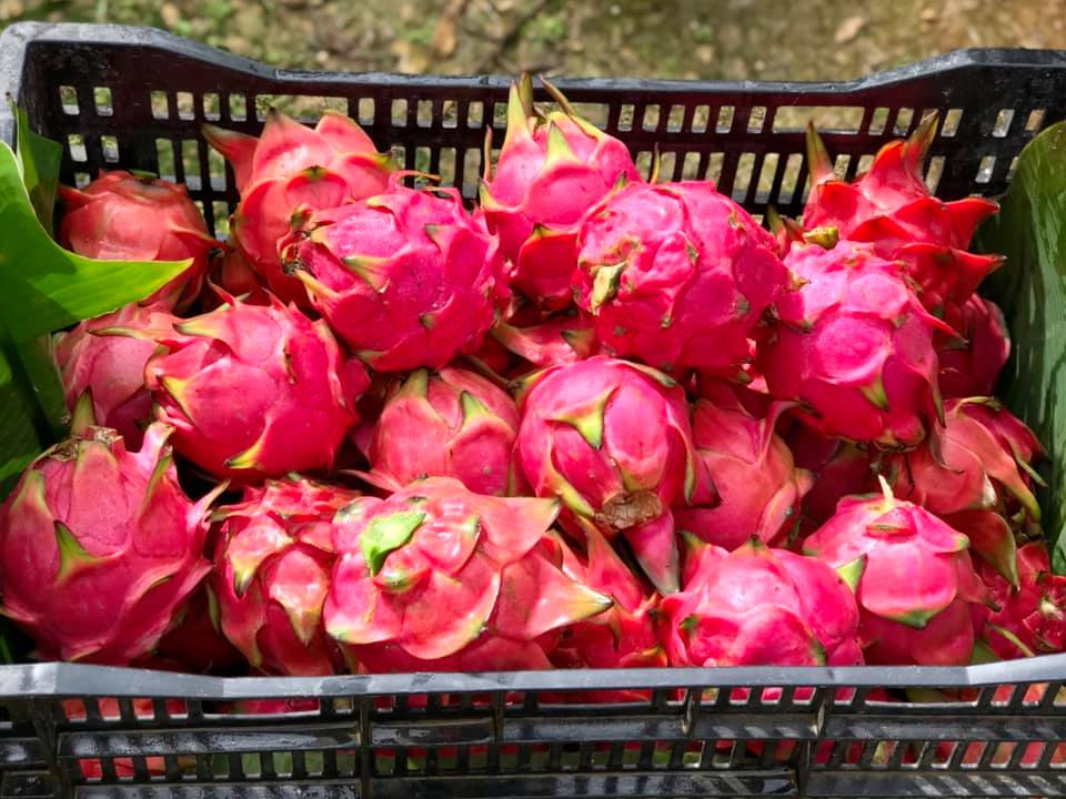 A photo of Dragon Fruit picked and packed into a box.
