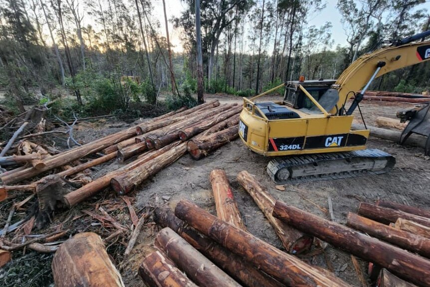 Dozens of tree logs surrounding a large harvesting machine