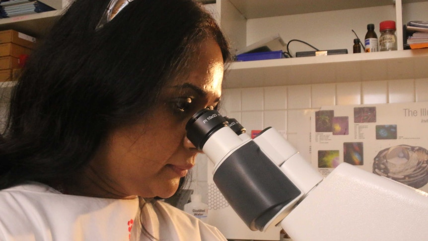 Dr Rasika Kumarasingha looks into a microscope