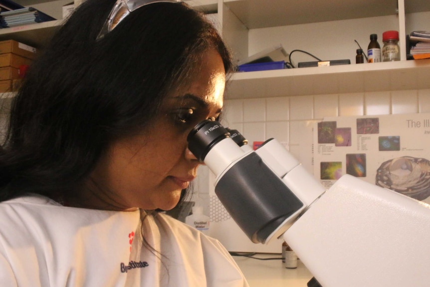 Dr Rasika Kumarasingha looks into a microscope