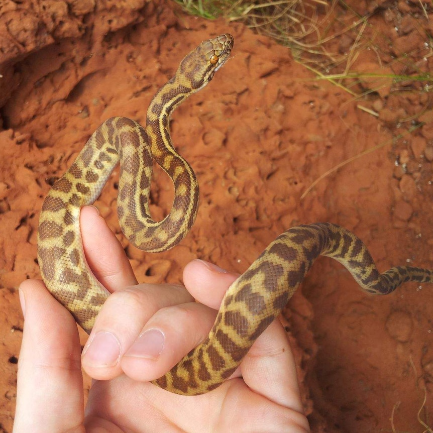 A small python curled around a human hand, set against the red dust of WA.