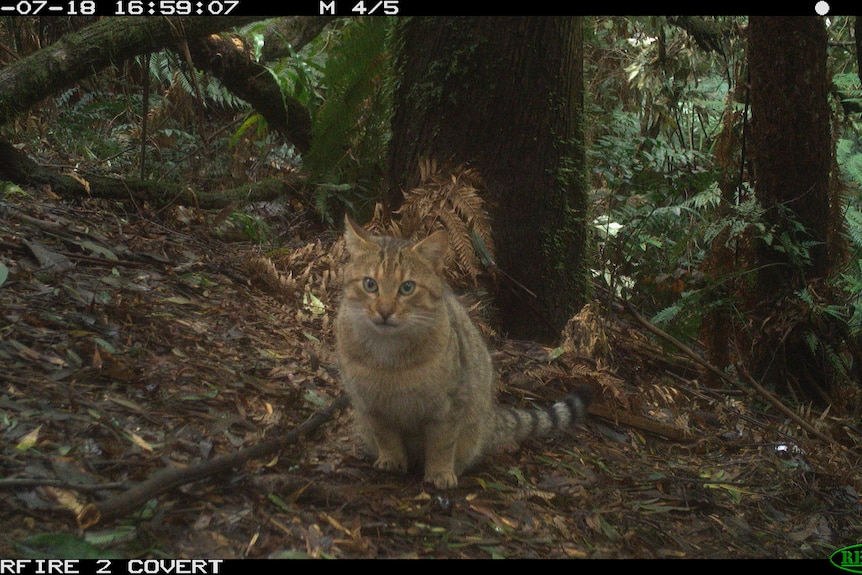 A healthy looking feral tabby cat sitting on a forest floor, looking straight at the camera 