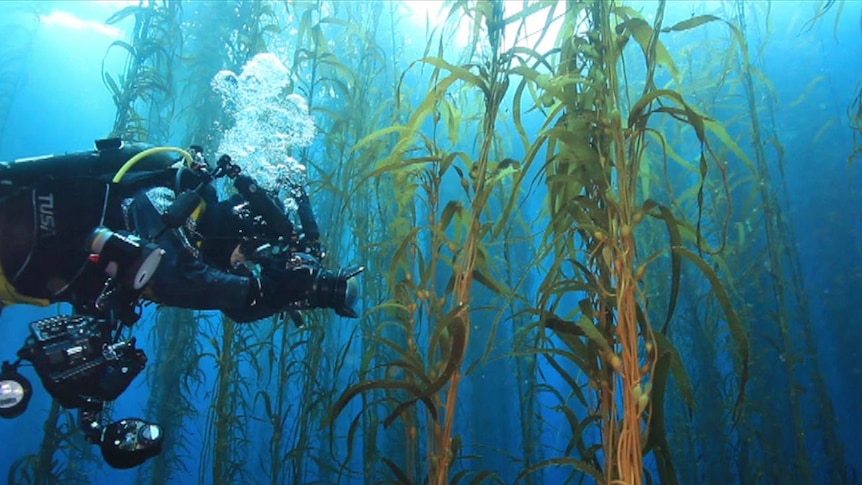A diver photographs a kelp forest off the Tasmanian east coast