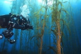 A diver photographs a kelp forest off the Tasmanian east coast
