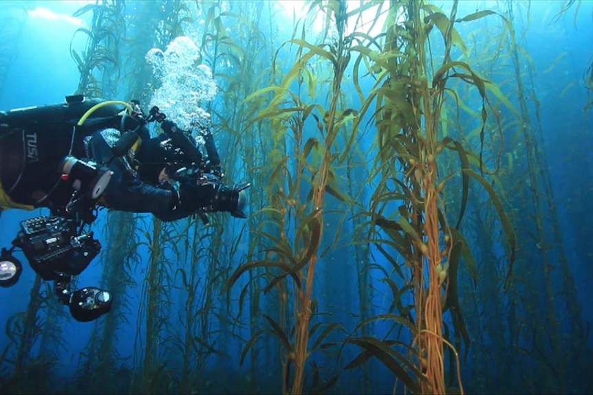 A diver swims through a kelp forest off the Tasmanian east coast