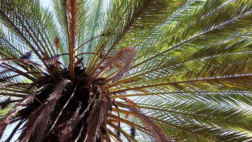 The view from under a tall date palm, looking through the fronds.