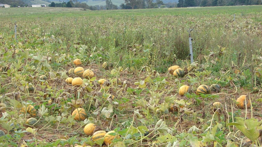 Almost ready for harvest, pumpkins grown for seed.