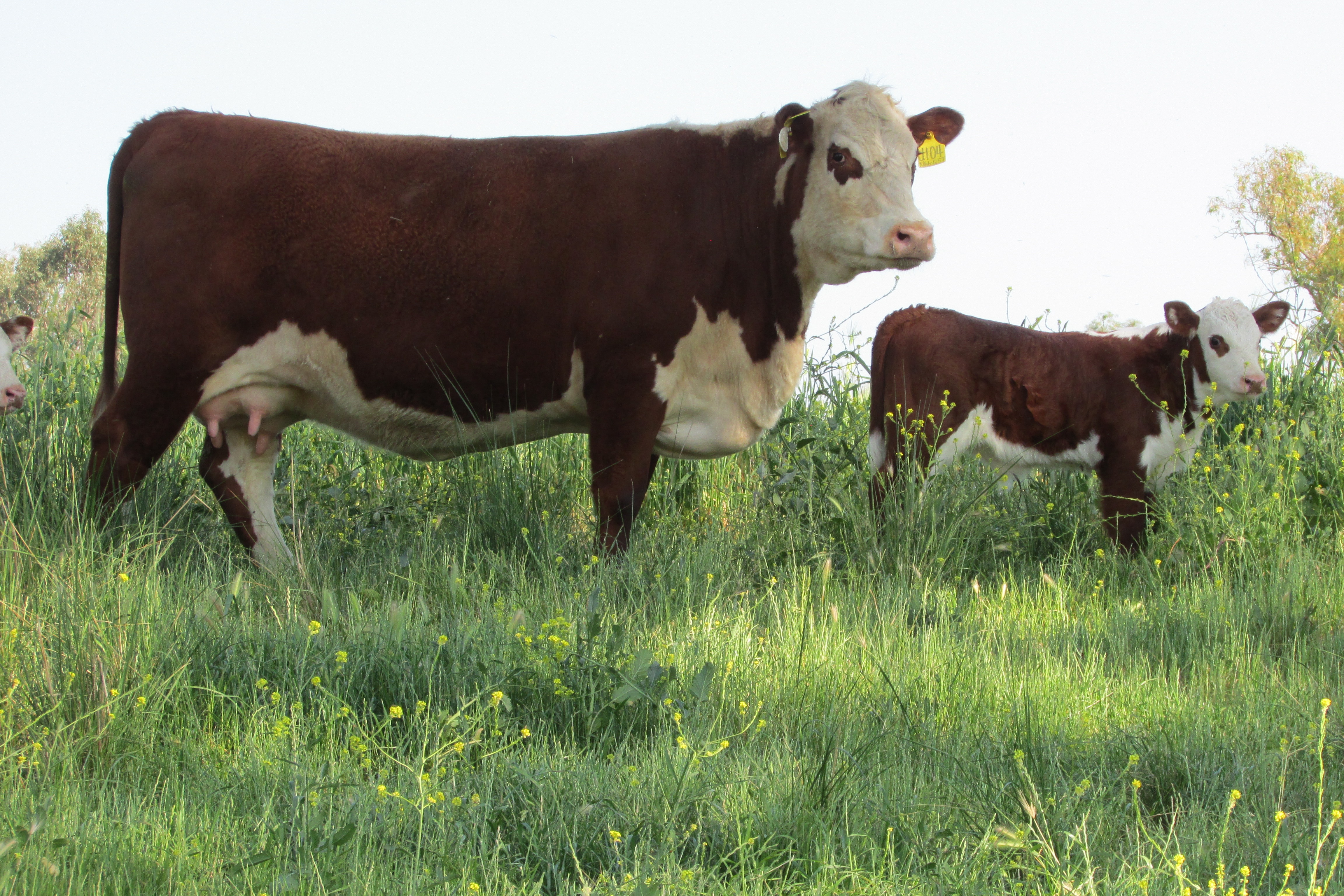 Black beats brown as marketing changes the makeup of Australian cattle herd