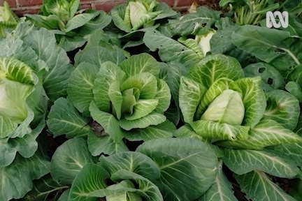 A row of dark green brassicas and cabbages in a garden bed against an orange brick house wall