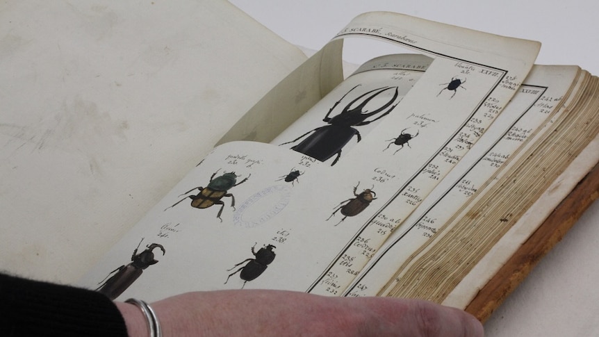 The book Entomologie, ou, Histoire naturelle des insectes (Natural History of Insects) with a beetle picture cut out of it.