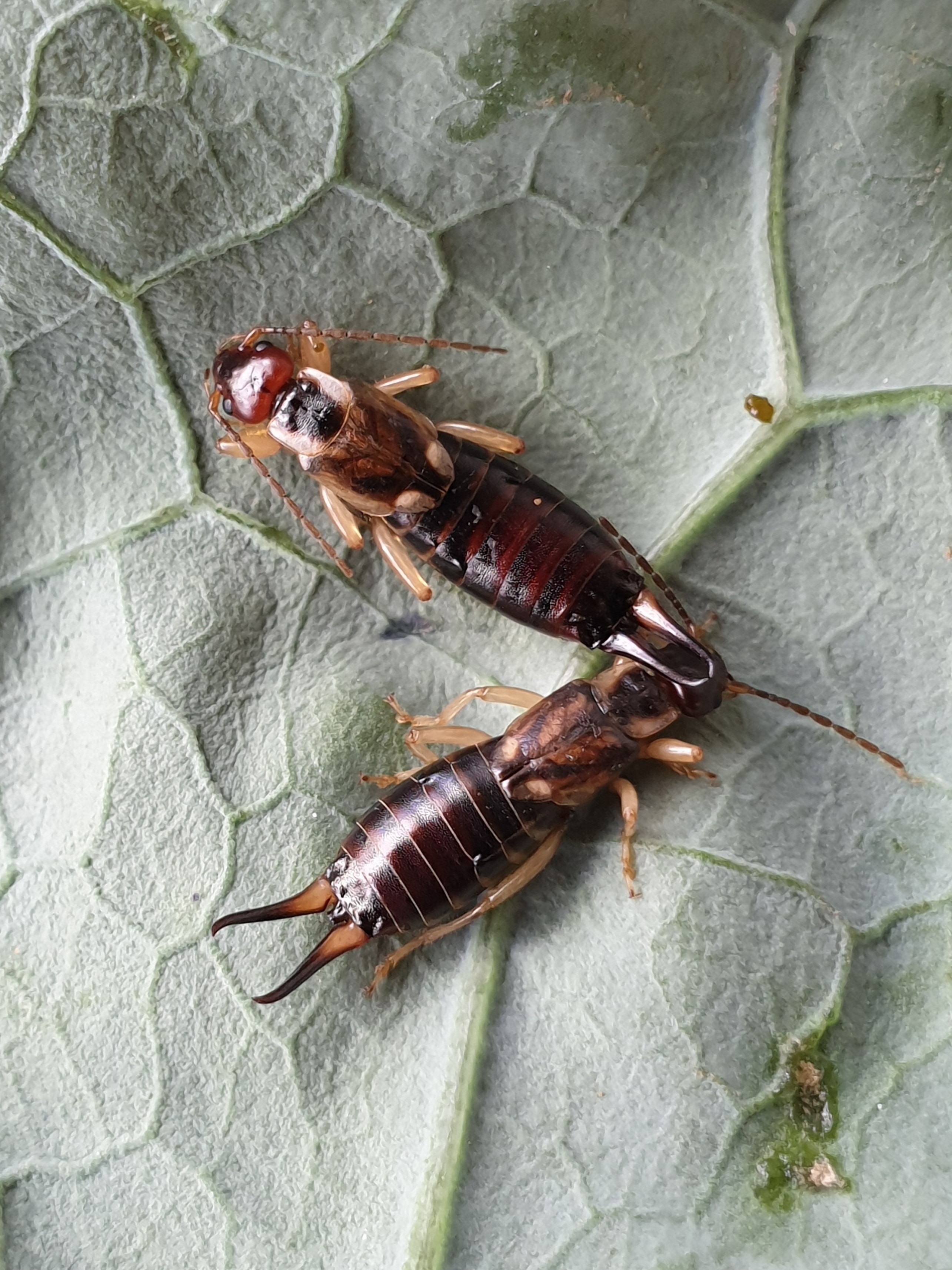 Close up of two female European earwig, a brown insect with six legs, long striped abdomen and antennae on a leaf 