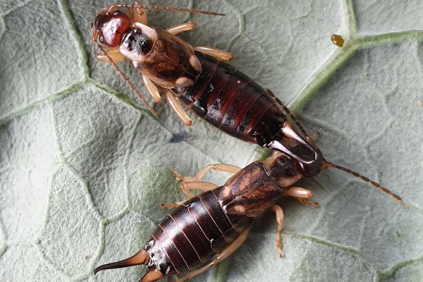 Close up of two female European earwig, a brown insect with six legs, long striped abdomen and antennae on a leaf 