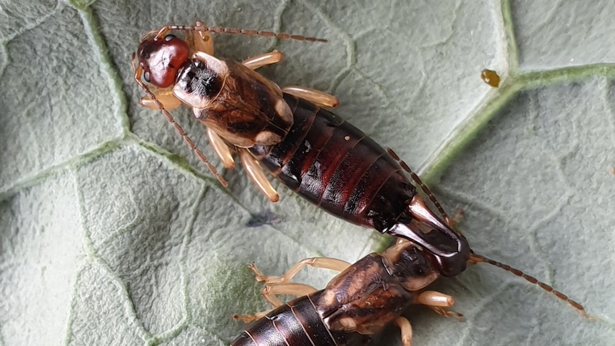 Close up of two female European earwig, a brown insect with six legs, long striped abdomen and antennae on a leaf 