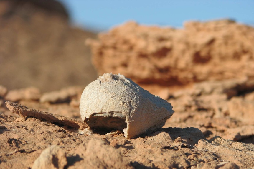 A Dinosaur egg in situ in Mongolia