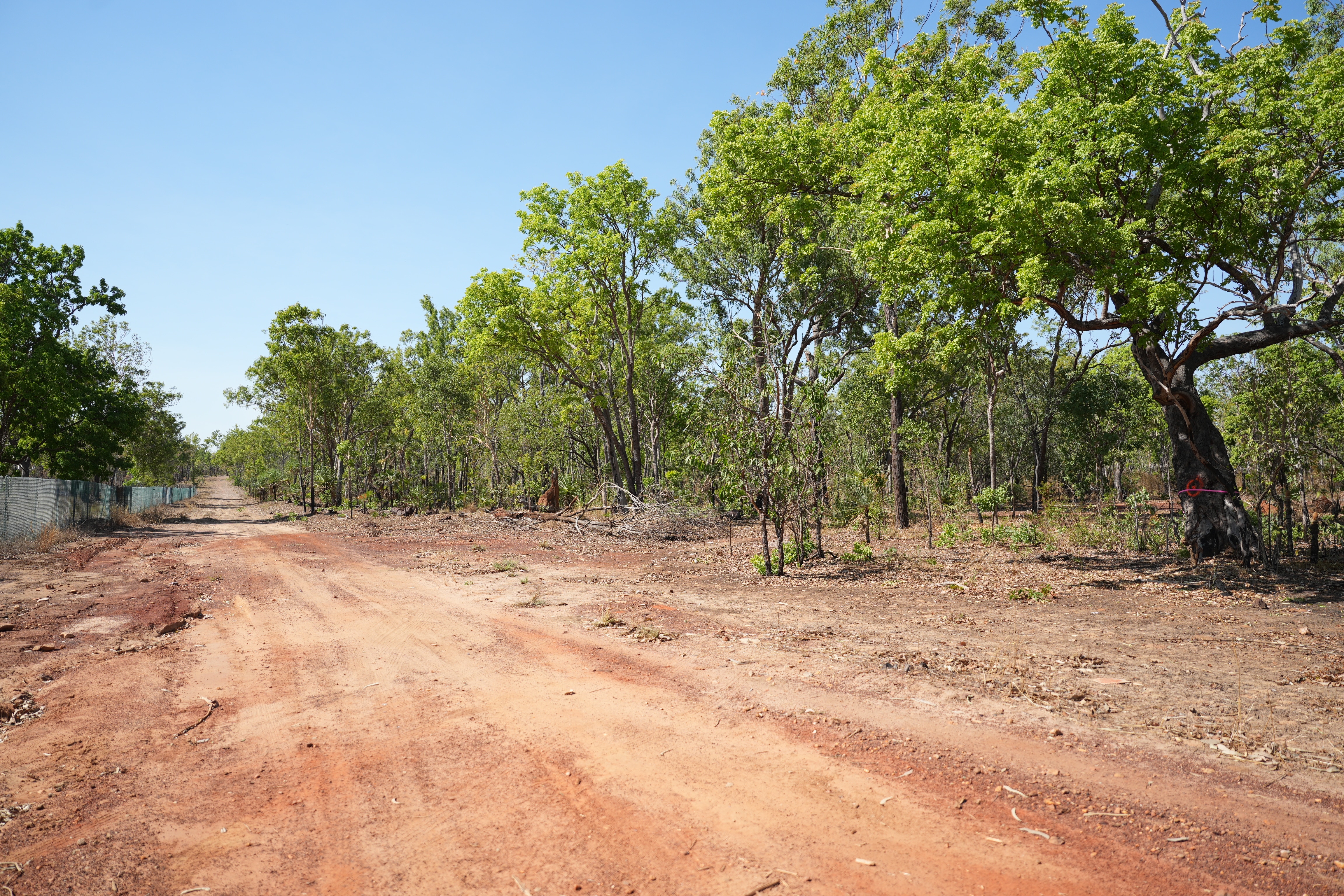 Dirt road in next to line of trees in remote location
