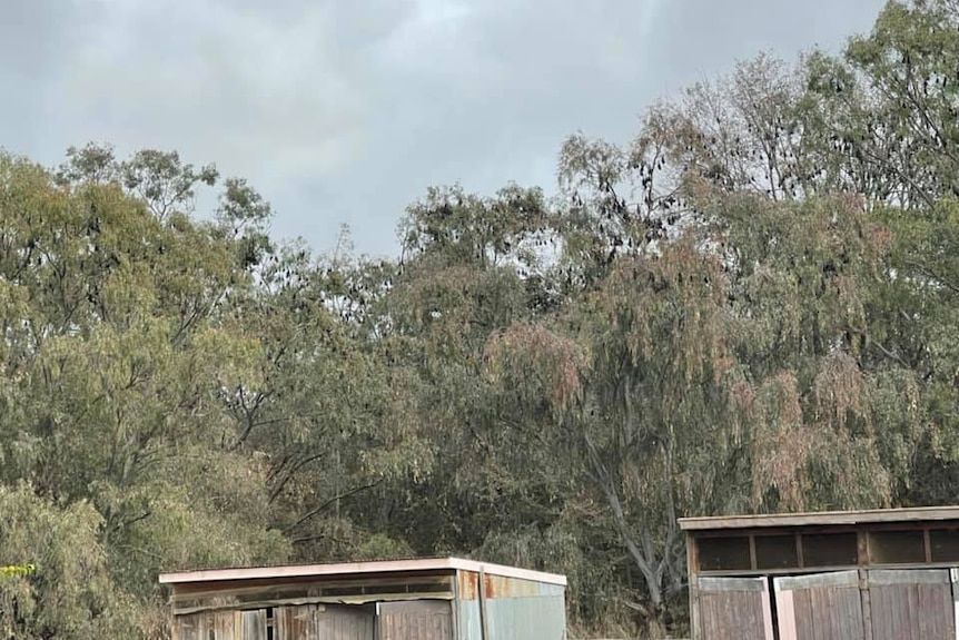 A large number of bats hanging from branches of tall trees.