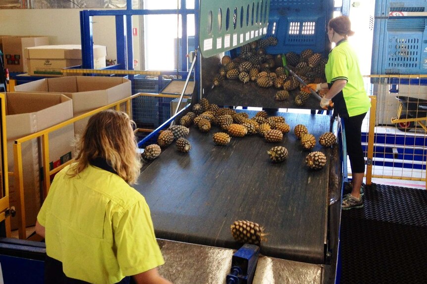 Tropical Pines produces almost half of Australia's fresh pineapples