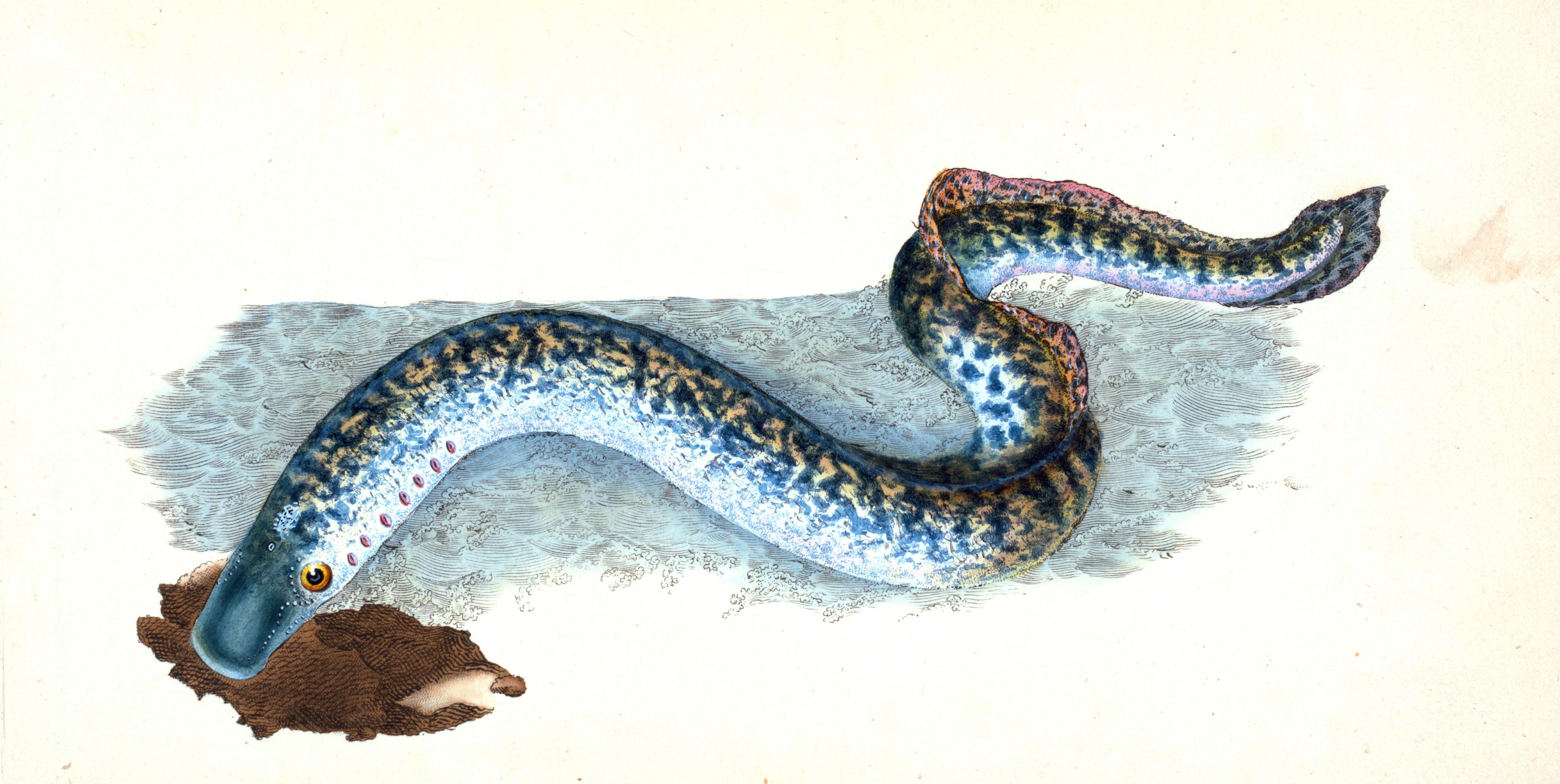An illustration of a great, or sea, lamprey