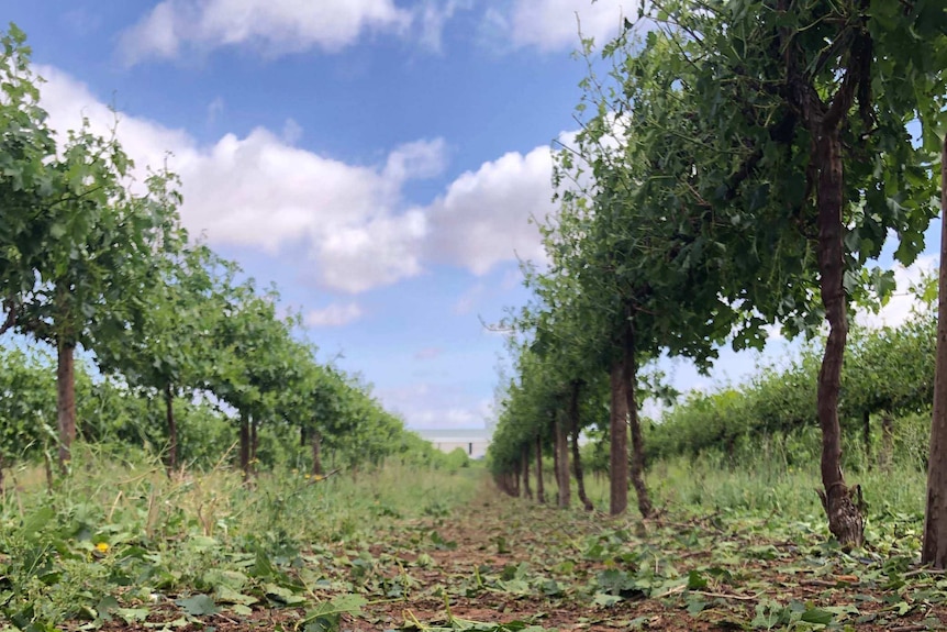 Vines branches stripped on on the ground between rows of grapevines.