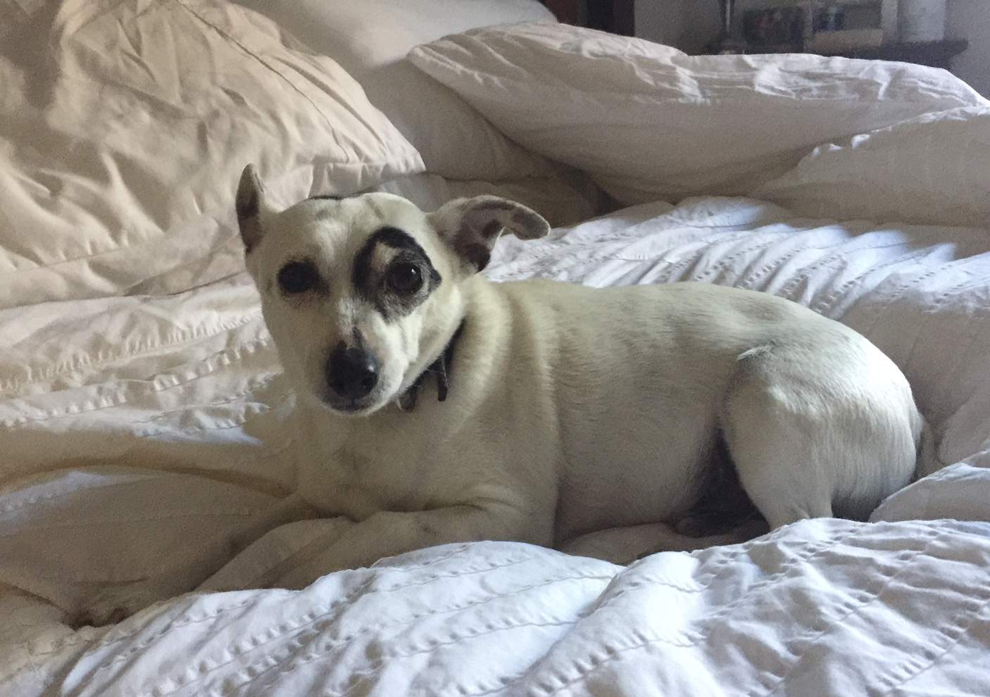 Why Dogs Should Not Sleep In Your Bed