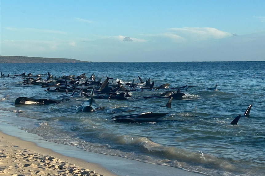 A wide shot of dozens of stranded pilot whales in shallow water at Toby Inlet.