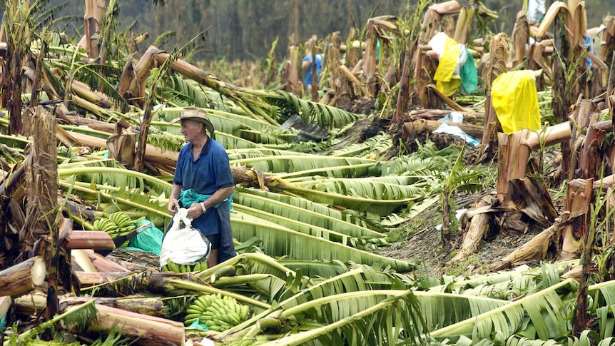 Banana plantation employee Milan Zamar inspects damage in Japoonvale in 2006 after Cyclone Larry.