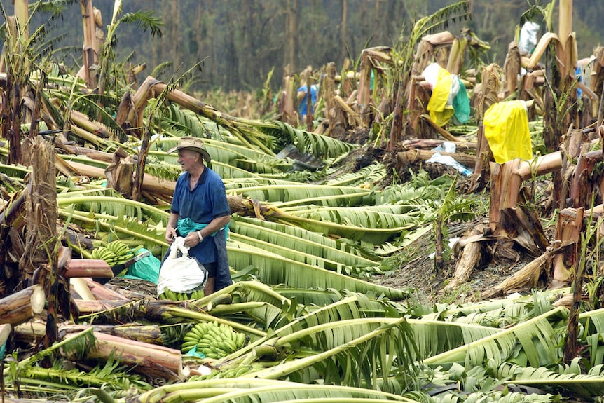 An older man in a hat looks despondent as he surveys a storm-damaged banana plantation.