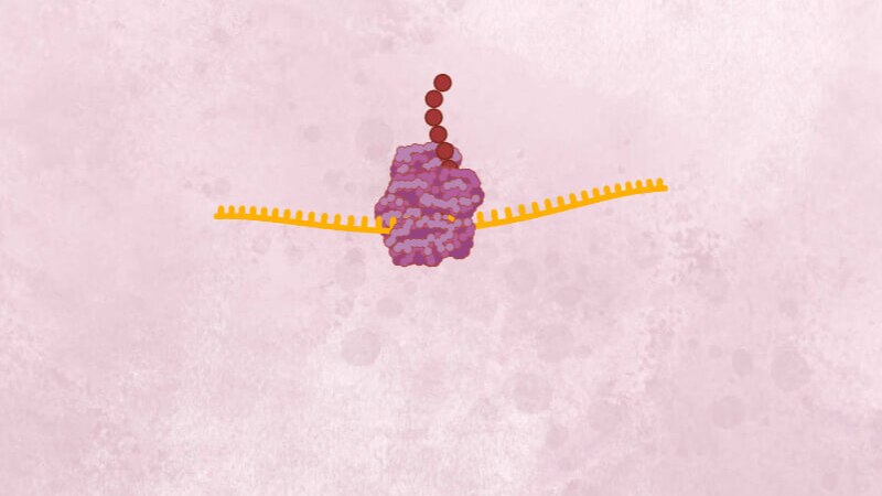 Orange coronavirus RNA halfway through the cell ribosome structure, with a string of brown viral polyproteins emerging.