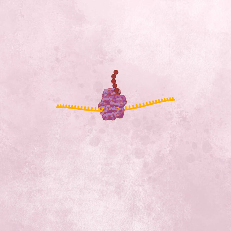 Orange coronavirus RNA halfway through the cell ribosome structure, with a string of brown viral polyproteins emerging.