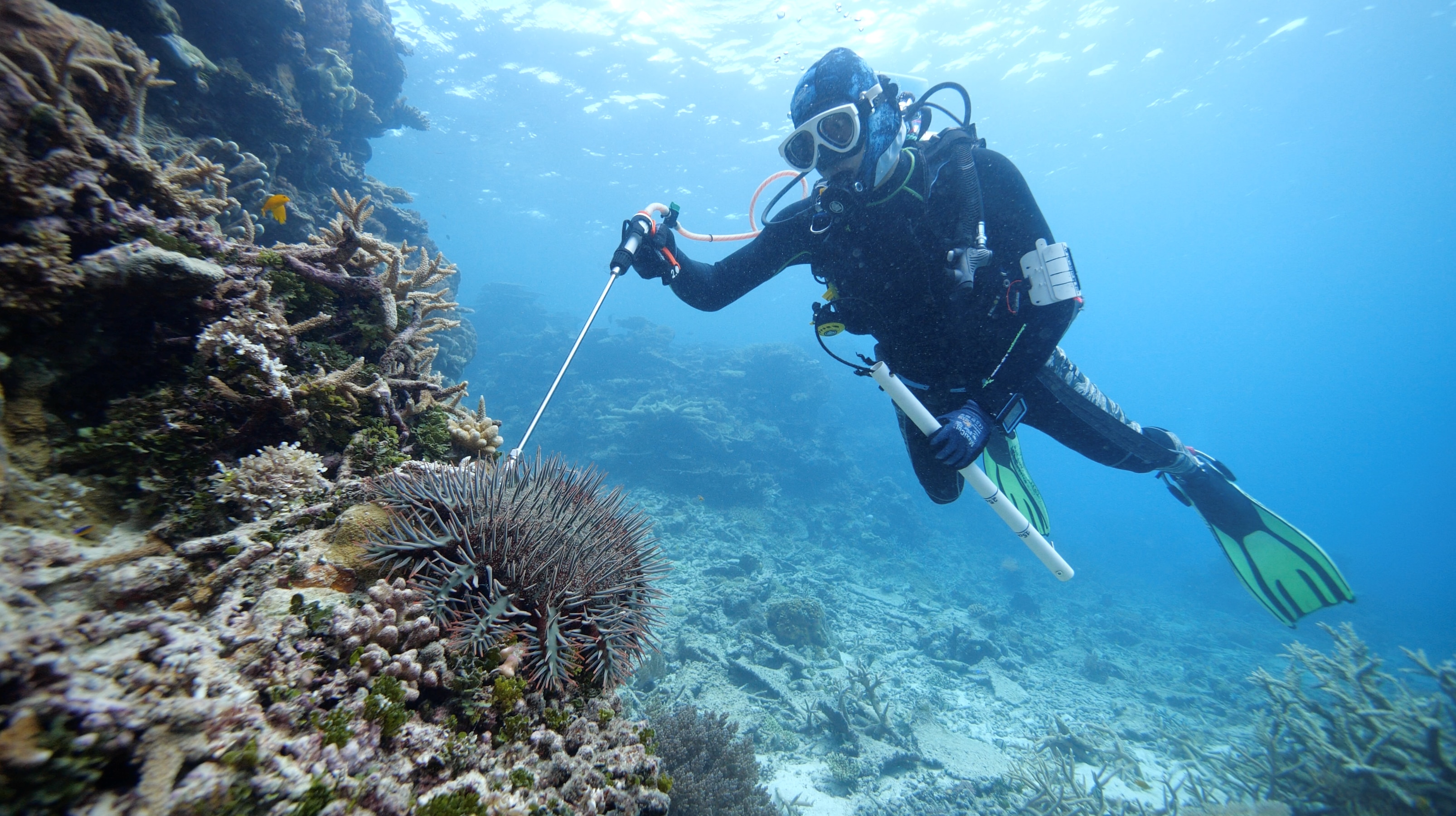 Crown-of-thorns starfish outbreak on Great Barrier Reef could be worst in decades
