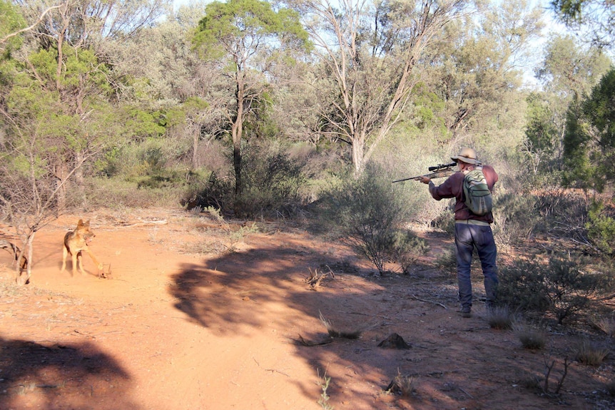 Don Sallway shoots dead a wild dog caught in a trap.