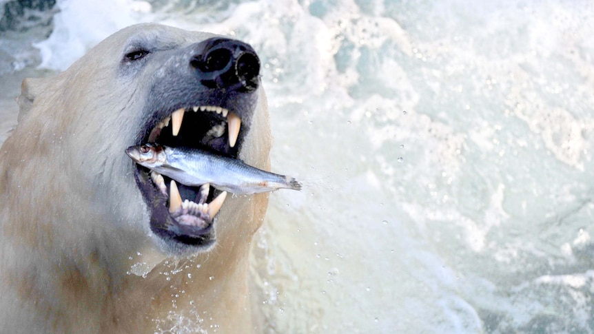 A polar bear eats a fish