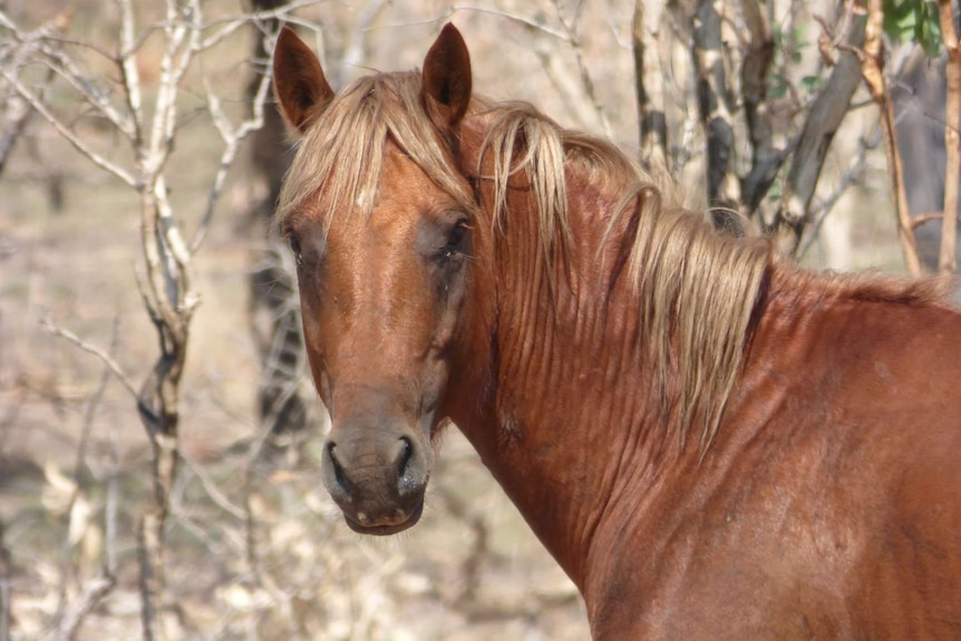 Close up shot of chestnut feral horse