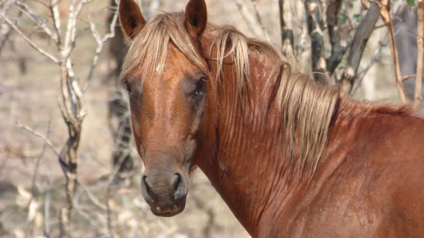 Close up shot of chestnut feral horse