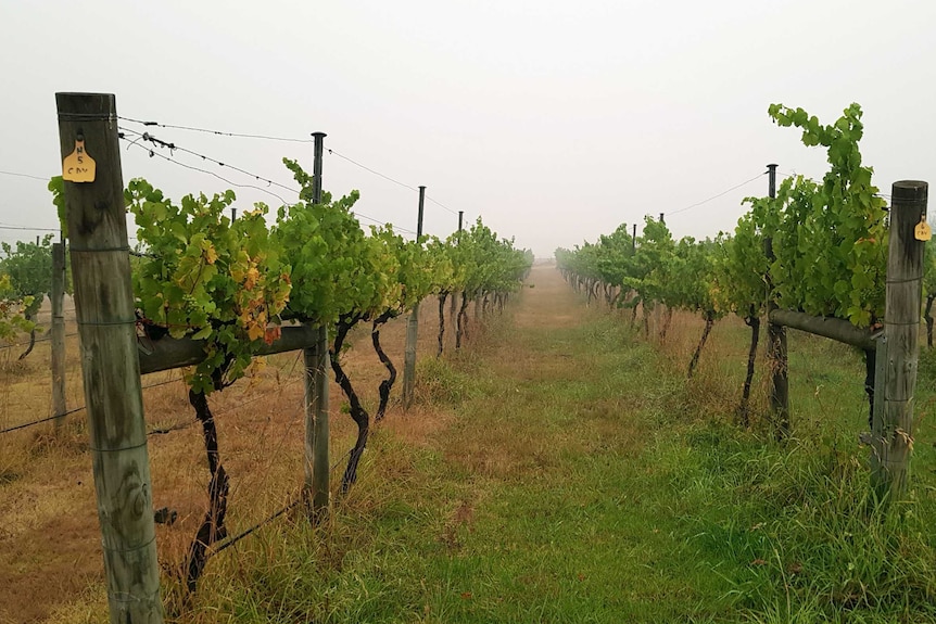 Rows of grapevines at Nicholson River Winery.