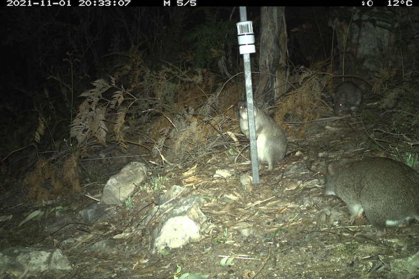 Three small marsupials gather around a pole in the dark, lit up by a flash.