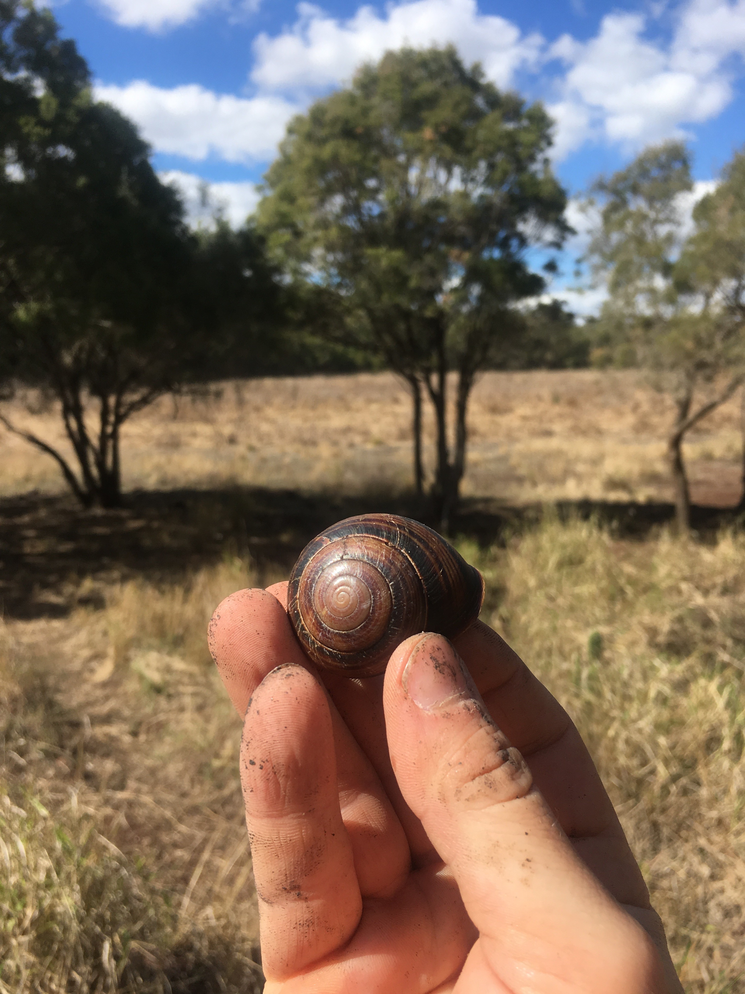 Snail shell rings could hold prehistoric cyclone information