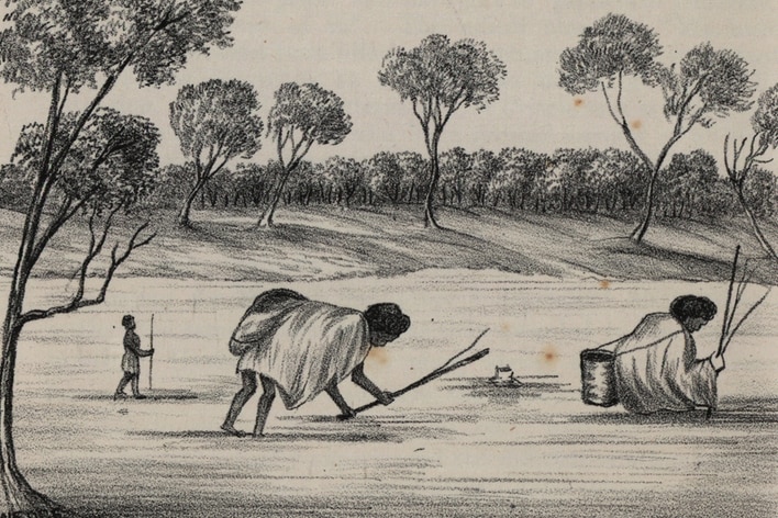 A black-and-white pencil sketch of Aboriginal women harvesting roots.