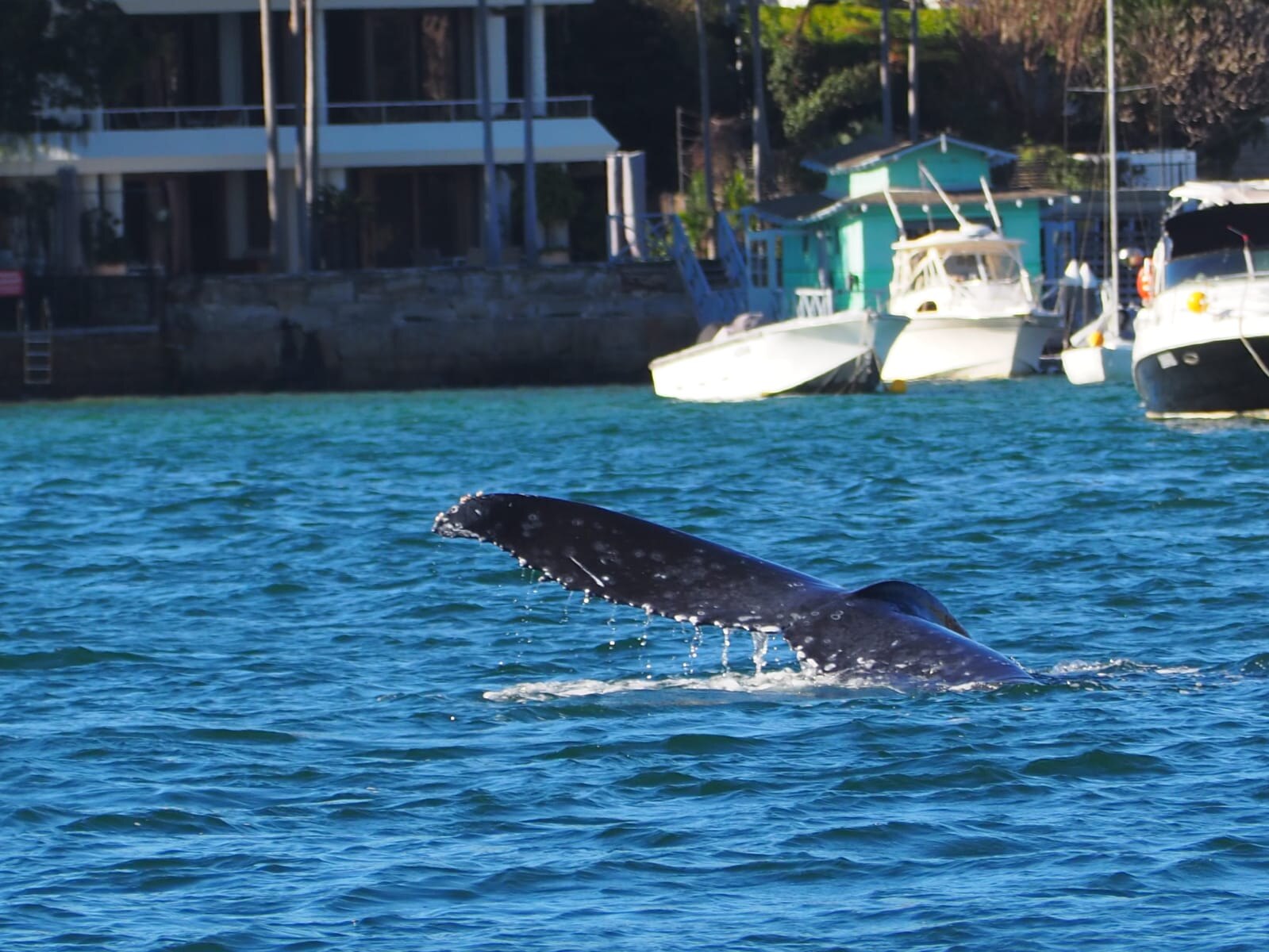 A whale's tail peaking out of the surface of the water, with boats in the background in the harbour.
